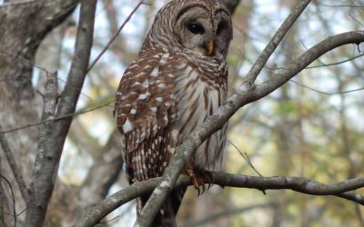 This is Incognito Wear IX – Video