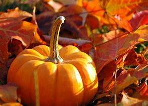 Pumpkins – What do you love about Pumpkins?